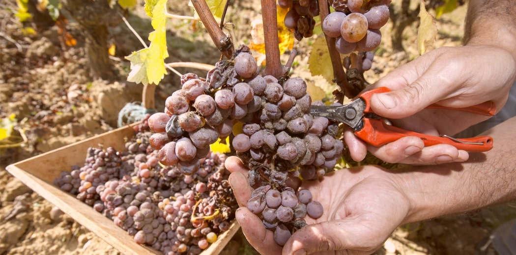 botrytída ušľachtilý prejav-min